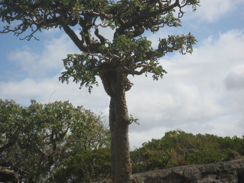 Socotra.......Oman